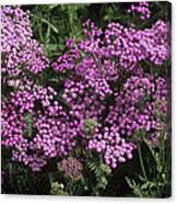 Yarrow (achillea 'lilac Beauty') Canvas Print