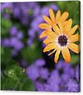 Yellow And Purple Canvas Print