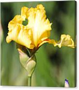 Yellow And White Iris Canvas Print
