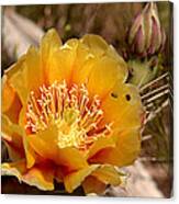 Yellow Cactus Flower Canvas Print