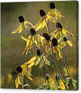 Yellow Coneflowers Canvas Print