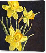 Yellow Daffs Canvas Print