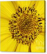 Yellow Flower Detail Canvas Print