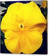 Yellow Flower #flowers #spring Canvas Print
