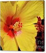 Yellow High Canvas Print