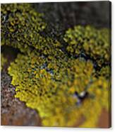 Yellow Lichen Canvas Print