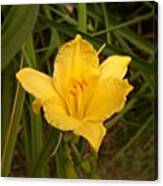 Yellow Lily #flower #garden Canvas Print