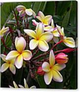 Yellow Plumeria Canvas Print