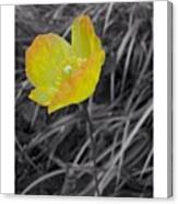 Yellow Poppy #flower #blossom #nature Canvas Print