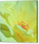 Yellow Rose Canvas Print