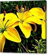 Yellow Triad Of Lilies Canvas Print