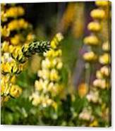 Yellow Wildflower Lupine Canvas Print