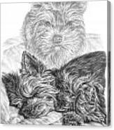 Yorkie - Yorkshire Terrier Dog Print Canvas Print