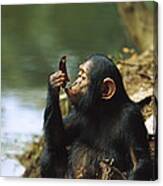 Young Chimpanzee Using A Leaf To Drink Canvas Print
