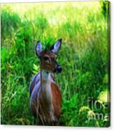 Young Deer Canvas Print