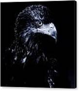 Young Eagle Canvas Print
