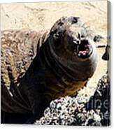 Young Elephant Seal Molting . 7d16100 Canvas Print