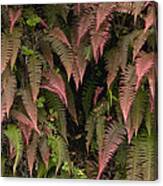 Young Ferns In Temperate Forest, Ecuador Canvas Print