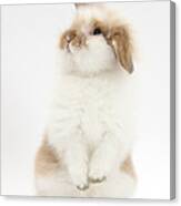 Young Fluffy Rabbit Standing Up Photograph by Mark Taylor - Fine Art ...