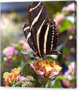 Zebra Longwing Butterfly Canvas Print