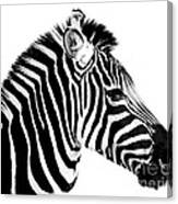 Zebra Canvas Print