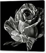 Zebra Rose In Black And White Canvas Print