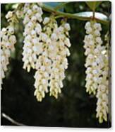 Lily-of-the-valley Bush Canvas Print