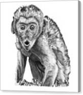 057 Madhula The Monkey Canvas Print