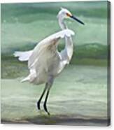 A Snowy Egret (egretta Thula) At Mahoe Canvas Print