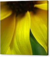 Abstract Sunflower #1 Canvas Print
