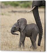 African Elephant Mother And Under 3 Canvas Print