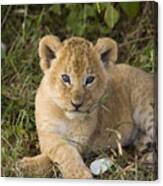 African Lion 5 Week Old Cub Masai Mara #1 Canvas Print