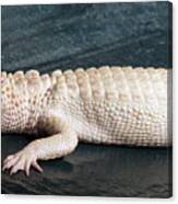 Albino Alligator #1 Canvas Print