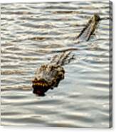 Alligator In Lake Alice #1 Canvas Print