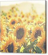 Among The Sunflowers #1 Canvas Print