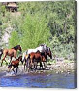 Arizona Wild Horses #1 Canvas Print