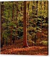 Autumn Woodland #1 Canvas Print