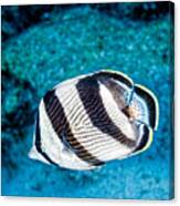 Banded Butterflyfish Canvas Print