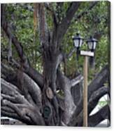 Banyan Tree, Maui #1 Canvas Print