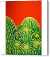 Barrel Cactus #1 Canvas Print