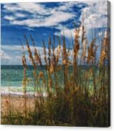 Beach Grass Ii #1 Canvas Print