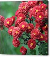 Beautiful Red Mums Canvas Print