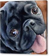 Black Pug #3 Canvas Print