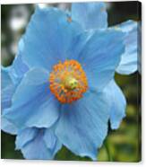 Blue Flower, Butchart Gardens, Victoria BC Canada Canvas Print
