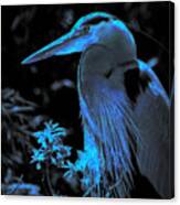 Blue Heron #1 Canvas Print