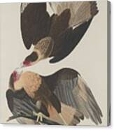Brasilian Caracara Eagle #1 Canvas Print