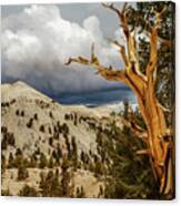 Bristlecone Pine Tree 7 Canvas Print