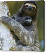 Brown-throated Three-toed Sloth #1 Canvas Print