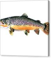 Brown Trout #1 Canvas Print