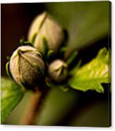 Budding #1 Canvas Print